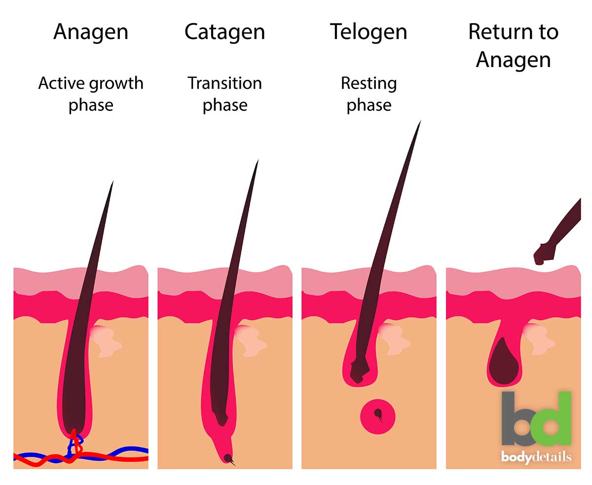 Hair Growth Cycle. Human Skin Stock Vector - Illustration of hair,  medicine: 235674712